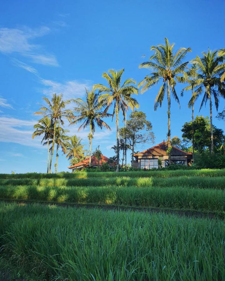 ホテル Sava Eco Retreat Padangan  エクステリア 写真