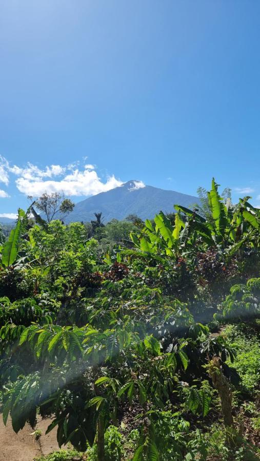 ホテル Sava Eco Retreat Padangan  エクステリア 写真