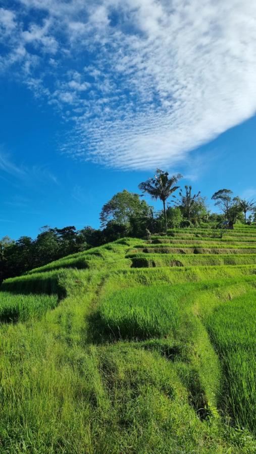 ホテル Sava Eco Retreat Padangan  エクステリア 写真