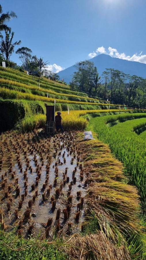 ホテル Sava Eco Retreat Padangan  エクステリア 写真